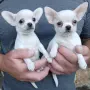 Кученца чихуахуа, снимка 3