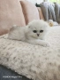 Клепоухи и правоухи сребърни чинчили, снимка 2