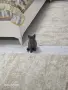 Британска късокосместа, снимка 5
