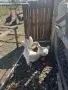 продавам патици, снимка 4