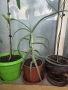 Дървовидно алое (Aloe arborescens), снимка 2