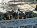 БАЛКАНСКИ ГОНЧЕТА, снимка 8