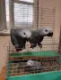 Бебета кралско жако, снимка 6