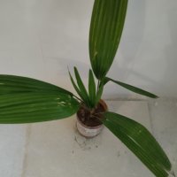 Студоустойчива Палма Трахикарпус, снимка 11 - Стайни растения - 14936682