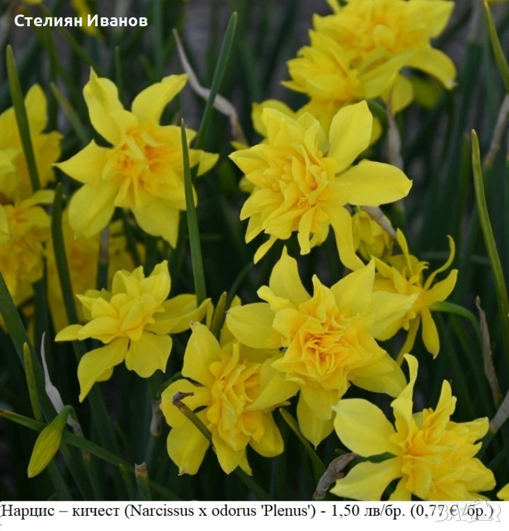 Кичест нарцис (Narcissus x odorus 'Plenus') - луковици, снимка 1