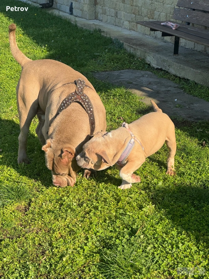 Американско були, снимка 1