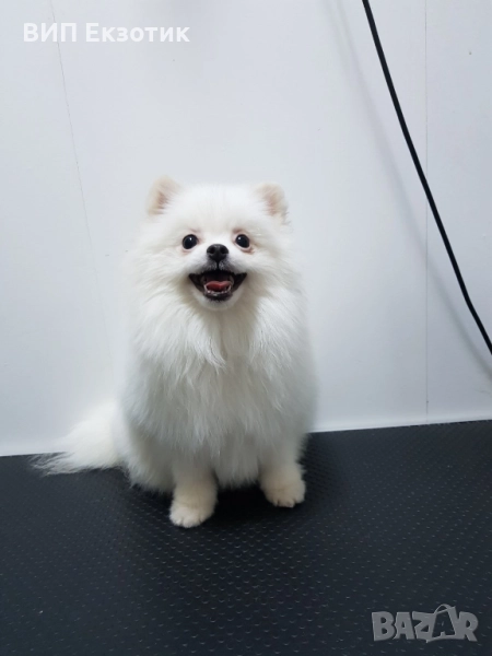 ПРОДАВА ПОМЕРАН, снимка 1