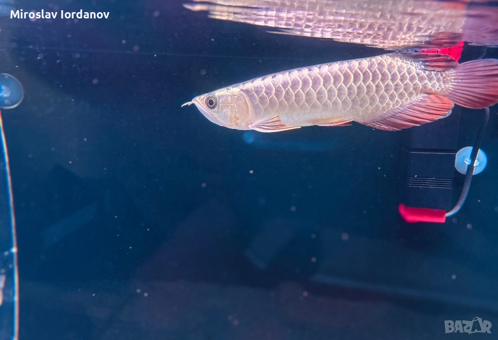 Arowana golden crossback, снимка 1