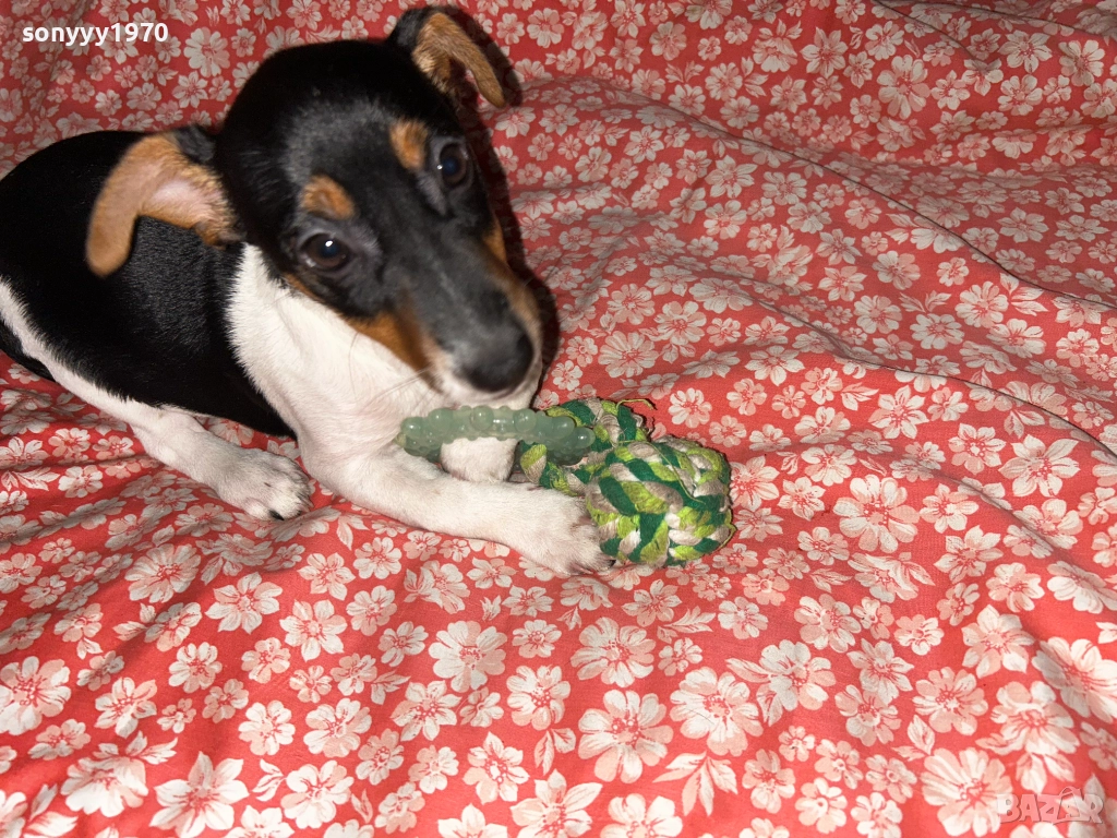 ДЖАК РЪСЕЛ, снимка 1