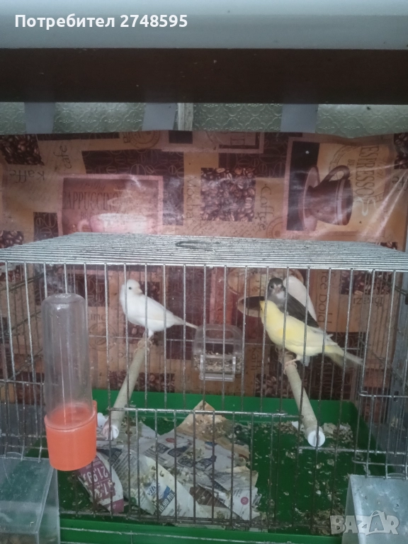 Канари, снимка 1