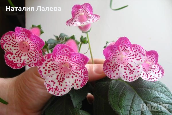 Колерия, Колумнея, Kohlera Ni's Marta, снимка 1