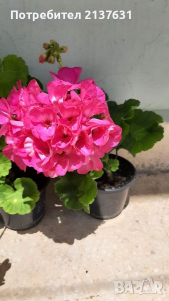 НАМАЛЕНО !  НИСКОСТЕБЛЕНО МУШКАТО  - реални снимки , снимка 1