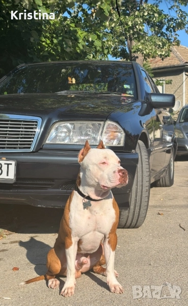 Мъжки питбул за разплод , снимка 1