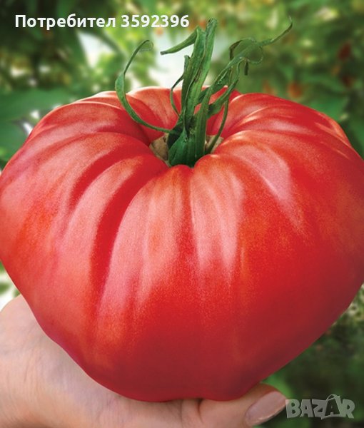 6 сорта семена домати за 10 лева, снимка 1