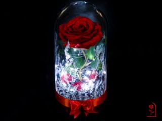 Вечна роза • Онлайн Обяви • Цени — Bazar.bg