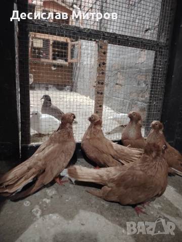 Гълъби, двукачулати, чилики, акмани, зеброви амадини и гугутки, снимка 2 - Гълъби - 52579442