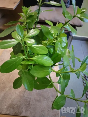 стайно растение , снимка 1