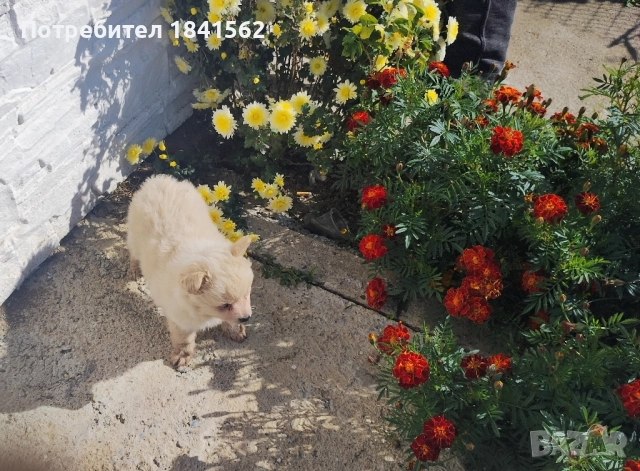 Продава се , снимка 5 - Пинчер - 52245560