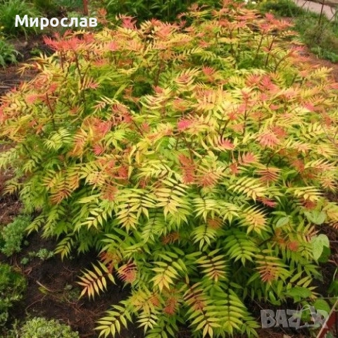 Продавам декоративен храст Сорбария (Sorbaria), снимка 8 - Градински цветя и растения - 54007351