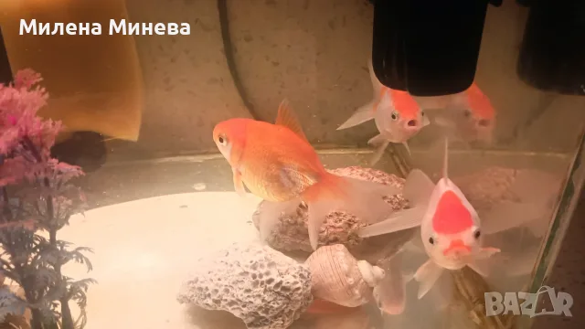 Аквариум,42литра с рибки