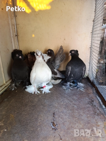 Гълъби ростовски, снимка 7 - Гълъби - 52224460