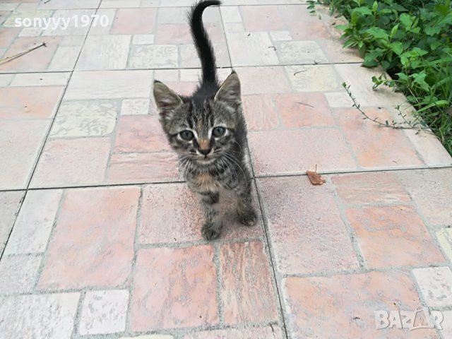 КОТЕ МЯУ МЪР ИВОНКА ВИДИН 0509221551, снимка 7 - Други - 37908082