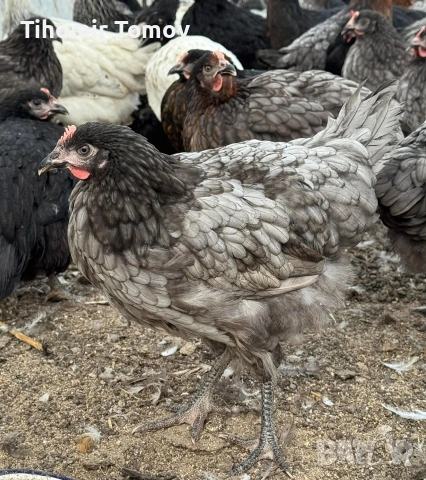 продавам ярки на 5месеца , снимка 4 - Кокошки и пуйки - 53909369