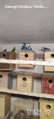 Продавам маскови неразделки