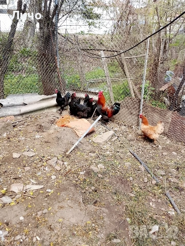 кокошки черен меден маран , снимка 2 - Кокошки и пуйки - 54310700