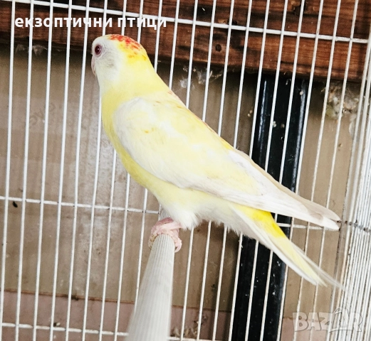 Продавам Пойни Папагали , снимка 2 - Папагали - 52732628