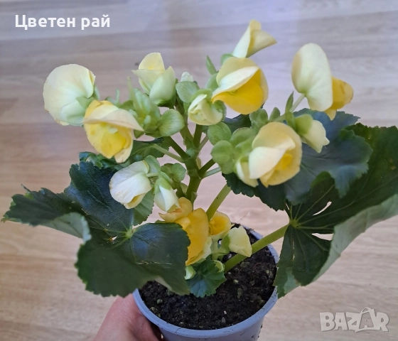 Три цвята бегония , снимка 2 - Градински цветя и растения - 52854170