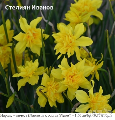 СОРТОВИ НАРЦИСИ - ЛУКОВИЦИ, снимка 6 - Сортови семена и луковици - 52372810