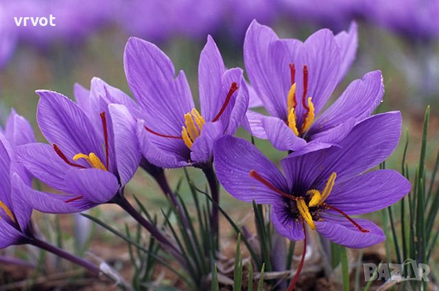 Шафран,Чудесна подправка, най-скъпата в света,една от най-известните,използвана от древността, снимка 11 - Хранителни добавки - 40092630