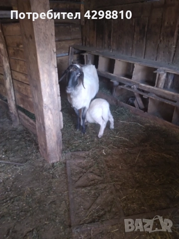 Овце, снимка 5 - Овце - 52926194