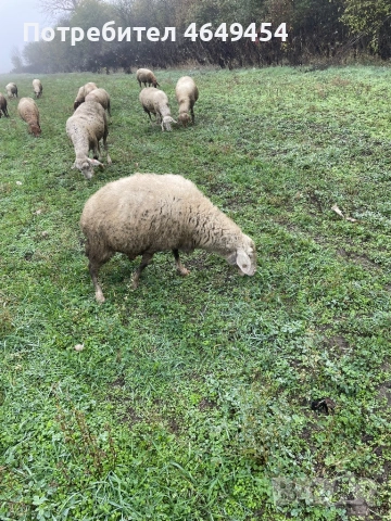 Свободни 4 броя млади заплодени овце. Намират се в гр. Летница -Ловешко,продават се заедно всичките., снимка 4 - Овце - 52456759