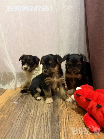 Мини йоркширски териери, снимка 5 - Йоркширски териер - 52671031