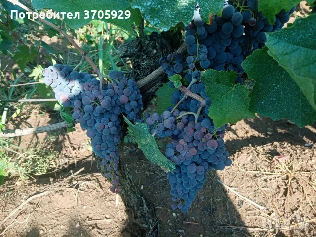 🍇 Широка Мелнишка🍇 