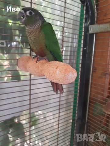 Ръчно хранени папагали , снимка 4 - Папагали - 42201345