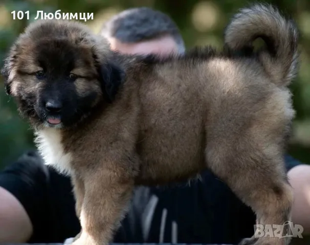 Кавказки овчарки , снимка 3 - Кавказка овчарка - 47449271