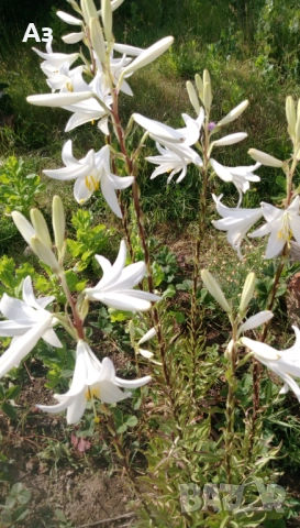 Продавам големи луковици на цветя лилиум за градината, снимка 13 - Сортови семена и луковици - 51555187