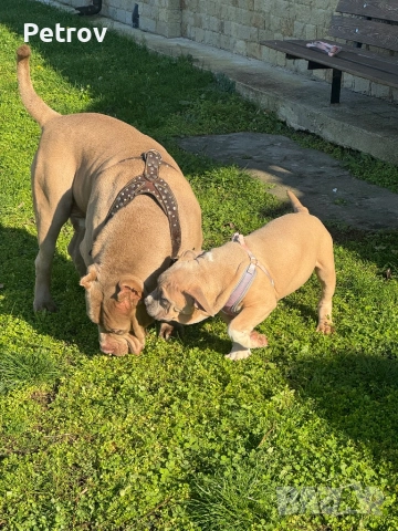 Американско були