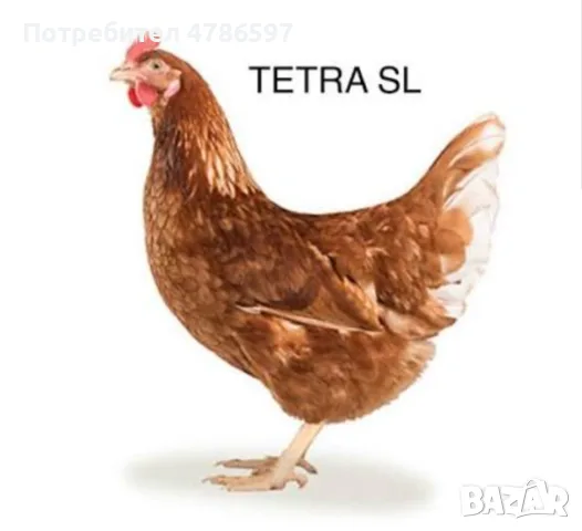 Ярки TETRA-SL Предпронасяне