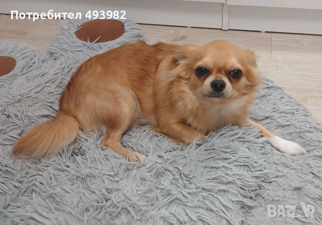 Чихуахуа на две години, търси своята дама., снимка 3 - Чихуахуа - 51858209