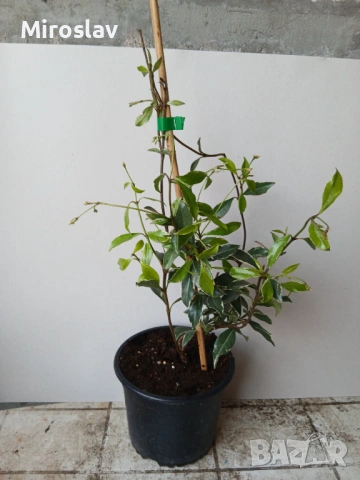 Жасмин (Вариегата), снимка 6 - Градински цветя и растения - 54219622