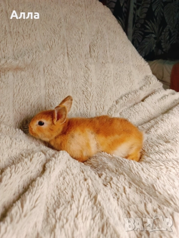 Голландско джуджета и Рекс, декоративно зайчета. , снимка 7 - Декоративни зайчета - 52861714