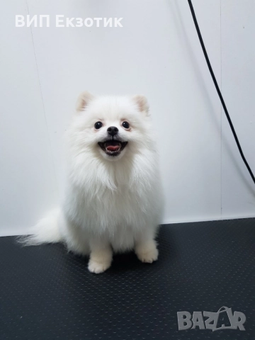 ПРОДАВА ПОМЕРАН, снимка 1