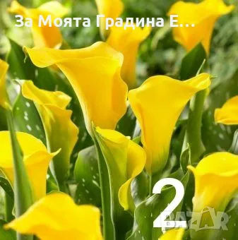 Кала луковици , снимка 2 - Сортови семена и луковици - 49765674