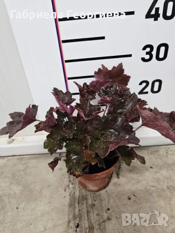 Хойхера, снимка 3 - Градински цветя и растения - 47475636