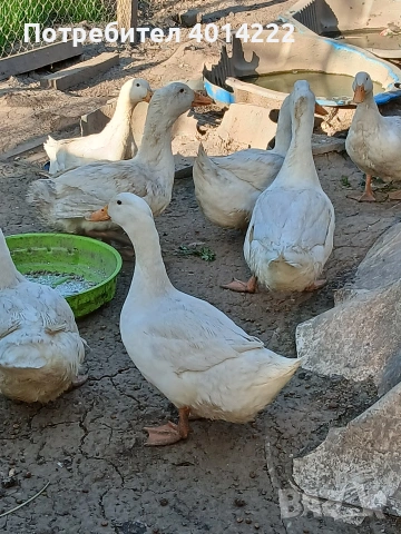 Пекински патици , снимка 3 - Патици и гъски - 54313354