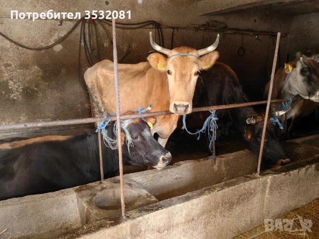 Продават се